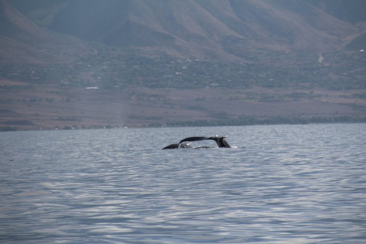 IMG_2487.JPG