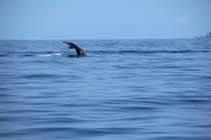 IMG_2492.JPG