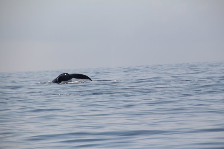 IMG_2496.JPG