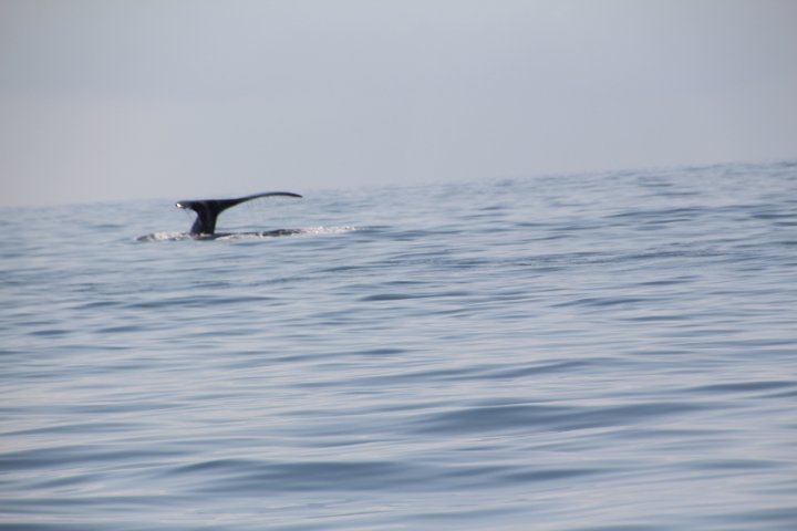 IMG_2497.JPG