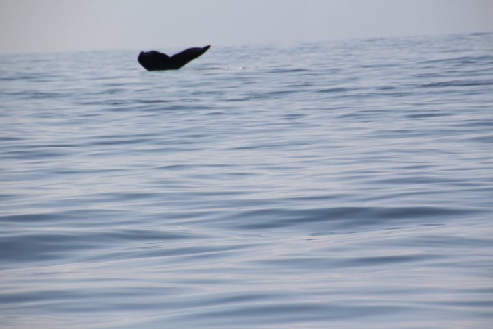 IMG_2498.JPG