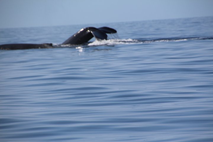 IMG_2509.JPG