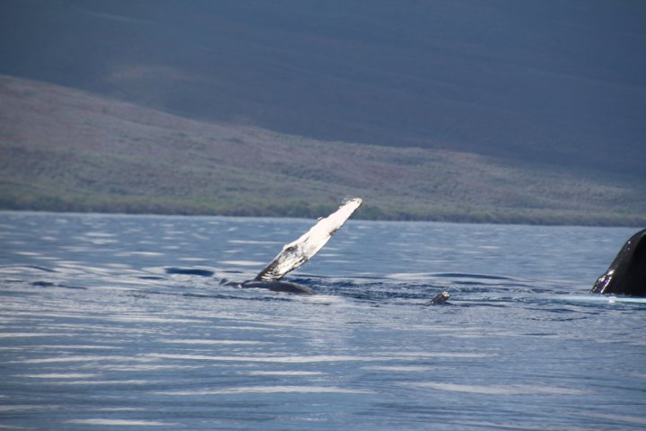 IMG_2529.JPG