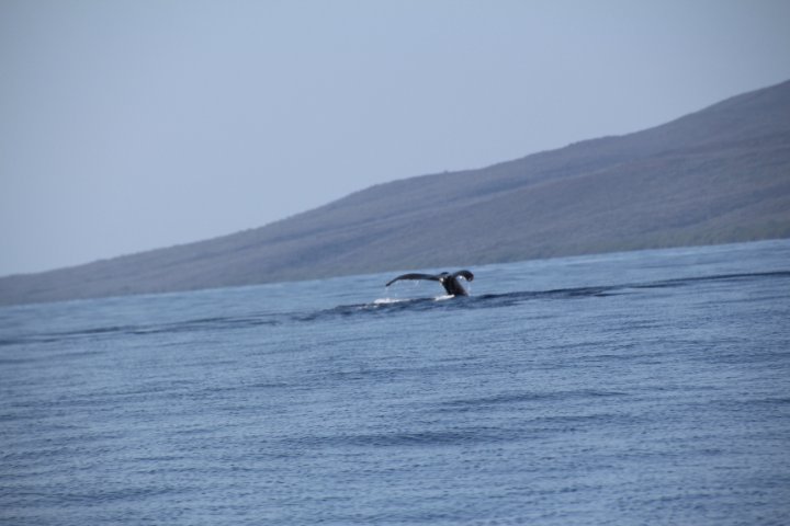 IMG_2536.JPG