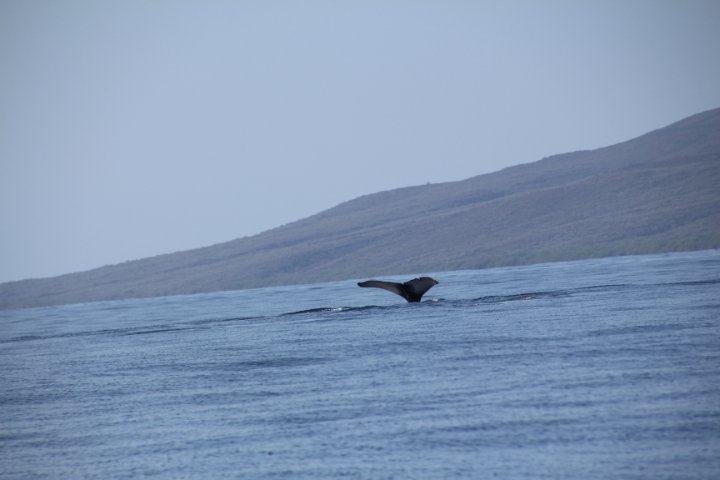 IMG_2537.JPG