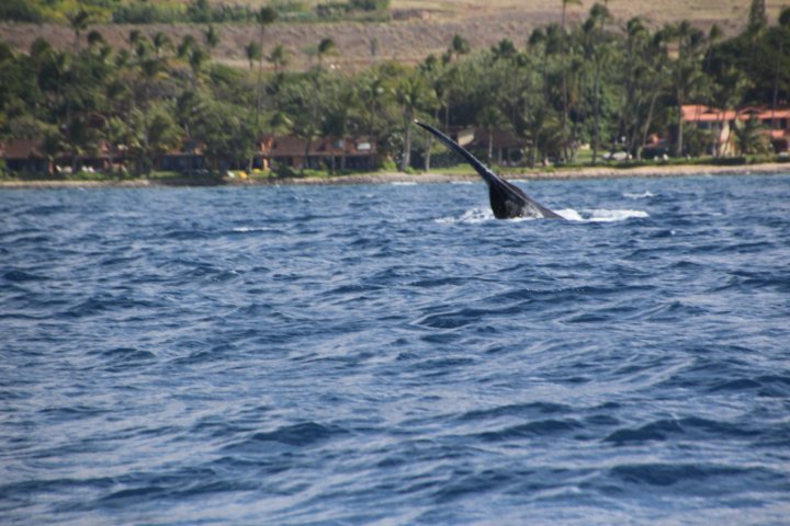 IMG_2643.JPG