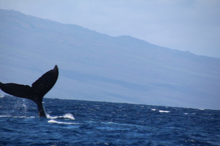 IMG_2649.JPG