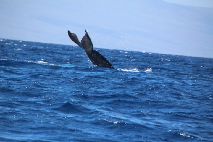 IMG_2651.JPG