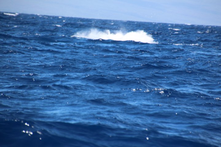 IMG_2652.JPG
