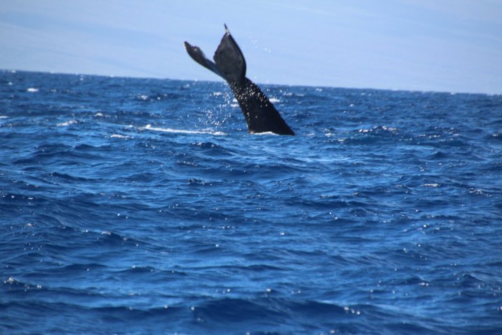 IMG_2653.JPG