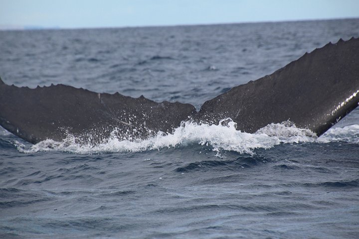 IMG_2785.JPG