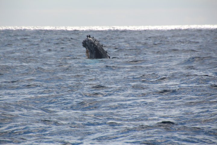 IMG_2788.JPG