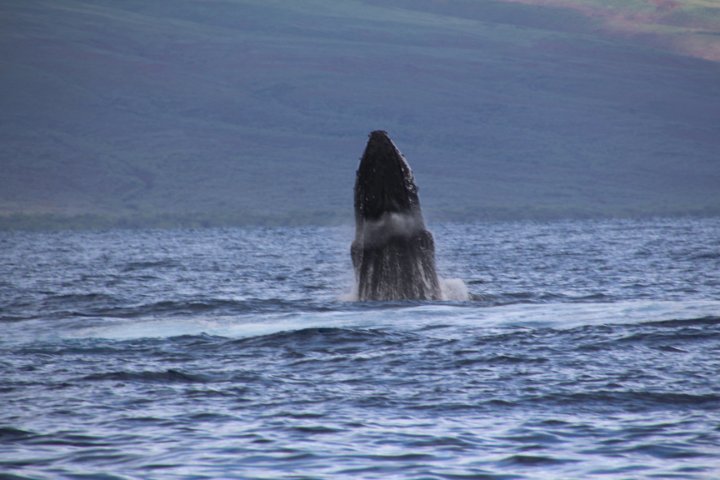 IMG_3363.JPG